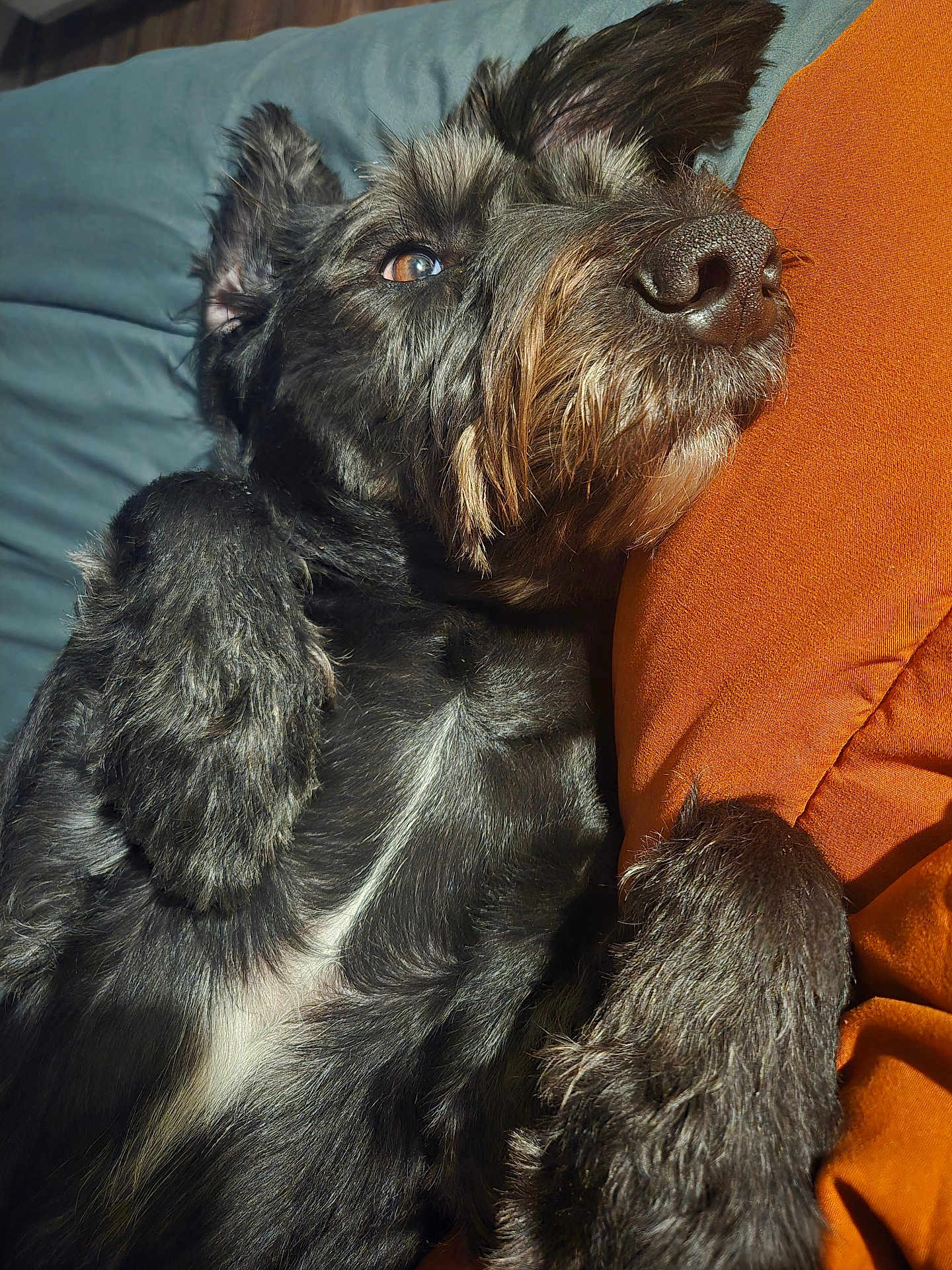 Kip is registered to the contest to win money with this photo: dog, black_dog, pet, resting, cushion, orange_cushion, fur, relaxed, indoors, closeup, snout, paw, sleepy, comfort, bed, blanket, cozy, animal, portrait, sunlight