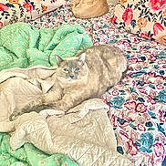 Violet joined the competition — help win amazing prizes! cat, two_cats, cream_cat, orange_cat, blue_eyes, bed, blanket, green_quilt, pillow, floral_pattern, bedding, patterned_textile, fur, curled_up, lounging, sleeping, cozy, indoor, home, resting