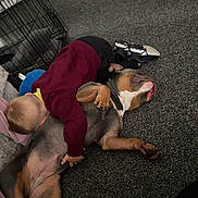 Dolly joined the competition — help win amazing prizes! child, dog, carpet, indoor, hug, pet, maroon_sweater, black_pants, shoes, resting, cozy, floor, cage, home, affection, relaxation, animal, person, bonding, comfort