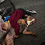child, dog, carpet, indoor, hug, pet, maroon_sweater, black_pants, shoes, resting, cozy, floor, cage, home, affection, relaxation, animal, person, bonding, comfort