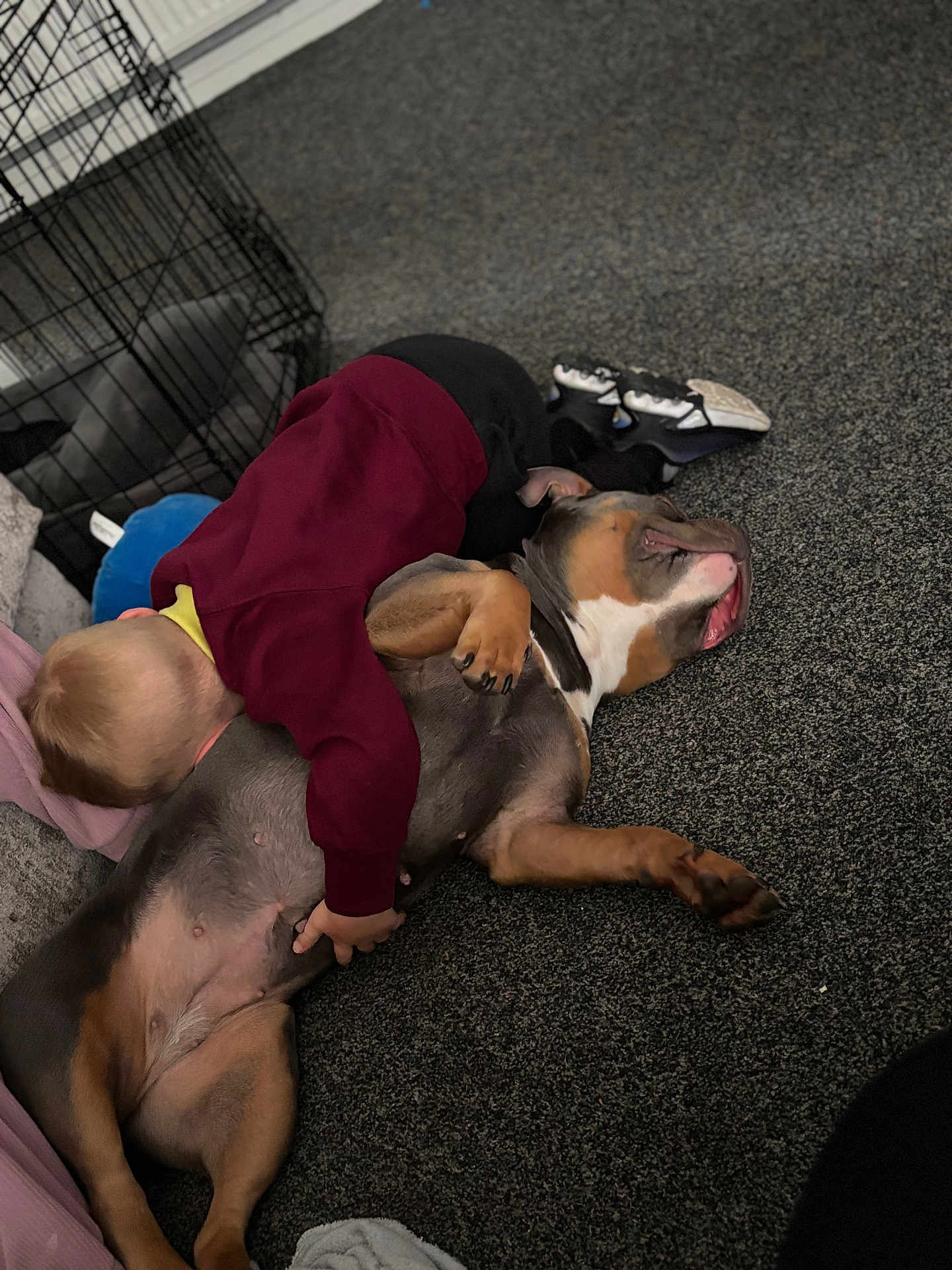 Dolly joined the competition — help win amazing prizes! child, dog, carpet, indoor, hug, pet, maroon_sweater, black_pants, shoes, resting, cozy, floor, cage, home, affection, relaxation, animal, person, bonding, comfort