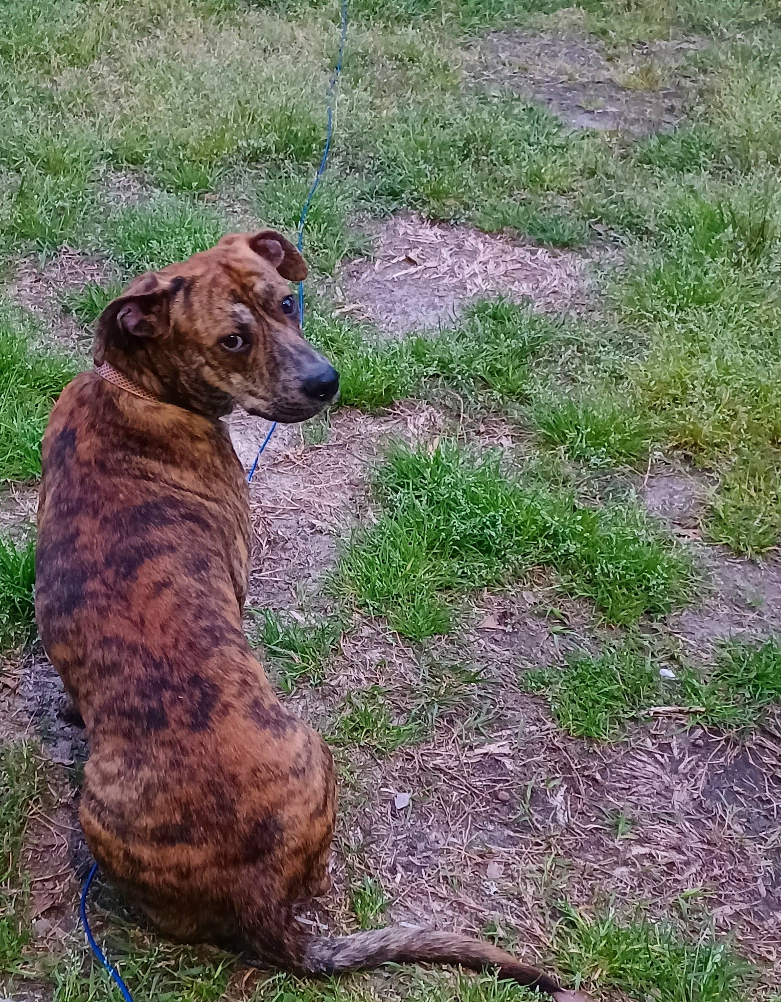 Tiger is registered to the contest to win money with this photo: canidae, carnivore, collar, companion_dog, dog, dog_breed, dog_collar, fawn, grass, grassland, groundcover, liver, pasture, plant, snout, tail, terrestrial_animal, trunk, wildlife, working_animal