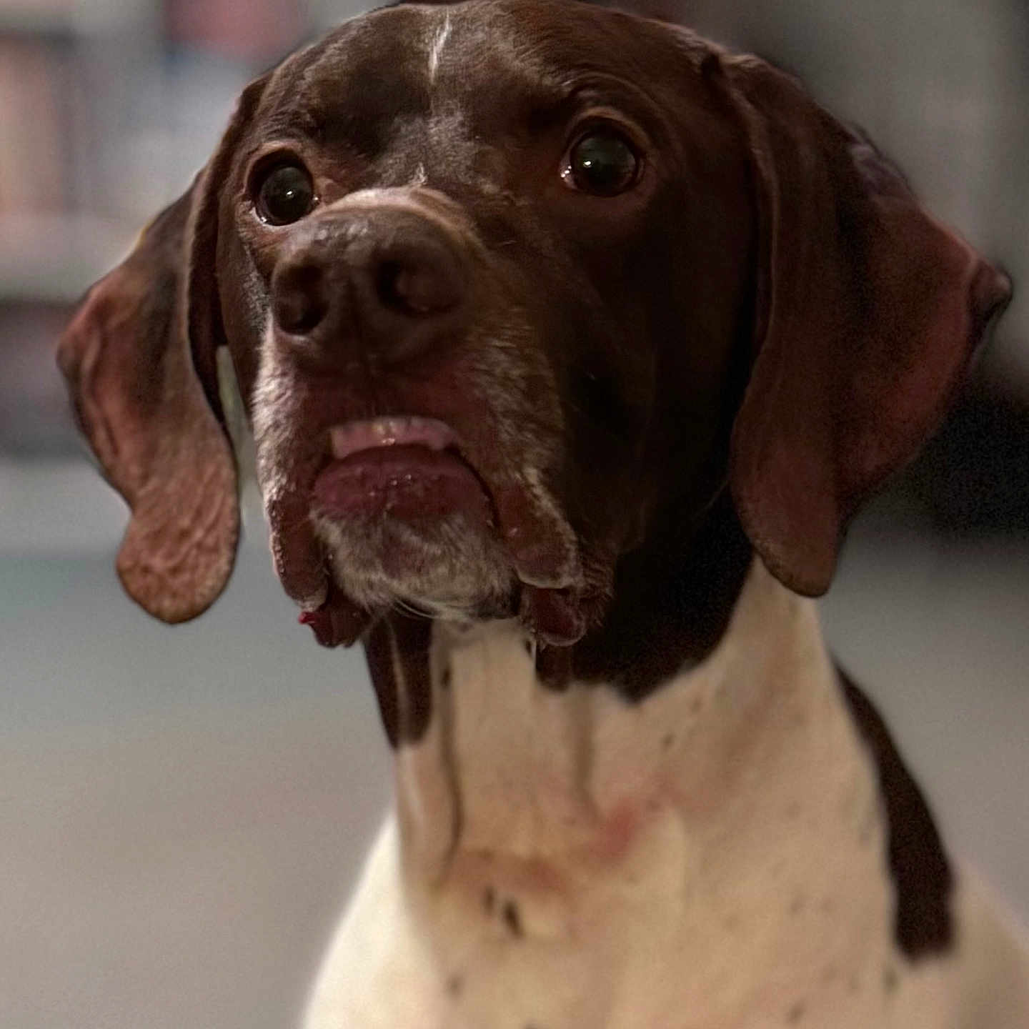 Rzr is registered to the contest to win money with this photo: animal, beagle, bulldog, canine, dog, greatdane, hound, labradorretriever, pet, pitbull, pointer, puppy, snout