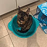 Ember is registered to the contest to win money with this photo: cat, kitten, tortoiseshell, pet, animal, feline, sitting, colander, turquoise, kitchen, tile_floor, white_cabinets, shopping_bag, collar, bell, wide_eyed, whiskers, indoor, portrait, cute