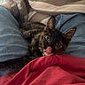 Ember joined the competition — help win amazing prizes! cat, kitten, tortoiseshell, pet, animal, face, eyes, ears, tongue, licking, cute, indoor, blanket, red_blanket, denim, jeans, lap, cuddling, cozy, portrait