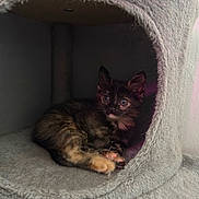 Ember is registered to the contest to win money with this photo: kitten, cat, tortoiseshell, feline, animal, pet, fur, whiskers, ears, eyes, paws, sleeping, sitting, curled_up, cat_condo, pet_bed, gray, fluffy, indoor, cute