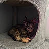 kitten, cat, tortoiseshell, feline, animal, pet, fur, whiskers, ears, eyes, paws, sleeping, sitting, curled_up, cat_condo, pet_bed, gray, fluffy, indoor, cute