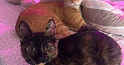 Ember is registered to the contest to win money with this photo: cat, cats, tortoiseshell_cat, orange_tabby, feline, pet, animal, bed, bedroom, blanket, bedding, floral_pattern, indoor, portrait, lying_down, sitting, wide_eyed, collar, pink_lighting, home