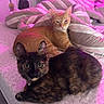 cat, cats, tortoiseshell_cat, orange_tabby, feline, pet, animal, bed, bedroom, blanket, bedding, floral_pattern, indoor, portrait, lying_down, sitting, wide_eyed, collar, pink_lighting, home