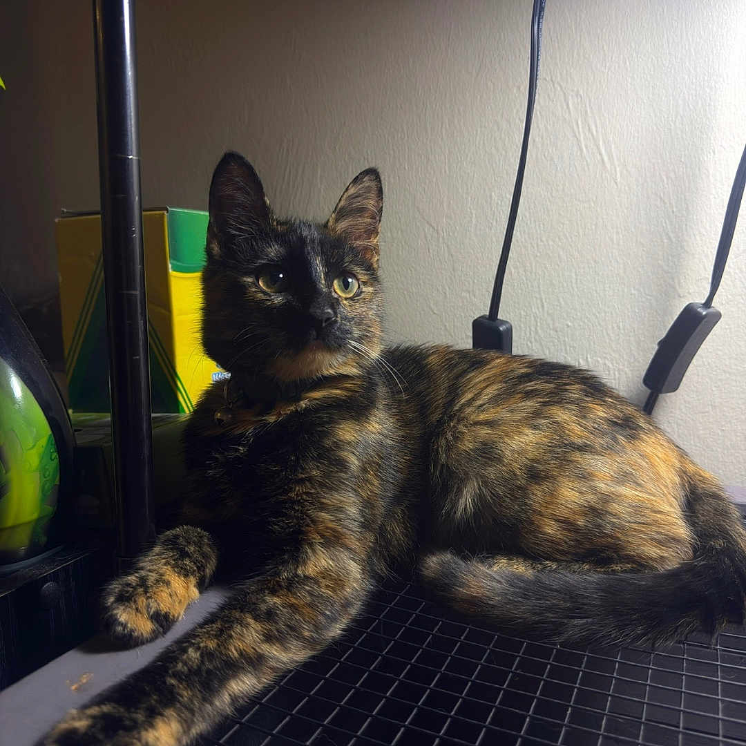 Ember is registered to the contest to win money with this photo: cat, tortoiseshell, feline, pet, animal, portrait, indoors, lying_down, resting, sitting, long_hair, whiskers, ears, eyes, striped_fur, wire_shelf, lamp, cables, household, closeup