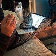 Nala a rejoint le concours — aidez-le/la à gagner de superbes lots ! cat, tabby_cat, laptop, person, hand, couch, indoor, clock, relaxing, cozy, furniture, technology, pet, animal, legs, socks, computer, screen, warmth, home