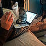 cat, tabby_cat, laptop, person, hand, couch, indoor, clock, relaxing, cozy, furniture, technology, pet, animal, legs, socks, computer, screen, warmth, home