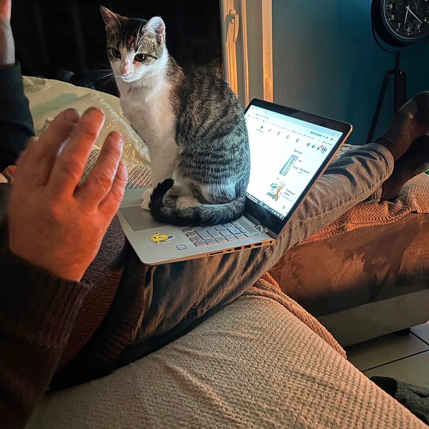 Nala a rejoint le concours — aidez-le/la à gagner de superbes lots ! animal, cat, clock, computer, couch, cozy, furniture, hand, home, indoor, laptop, legs, person, pet, relaxing, screen, socks, tabby_cat, technology, warmth
