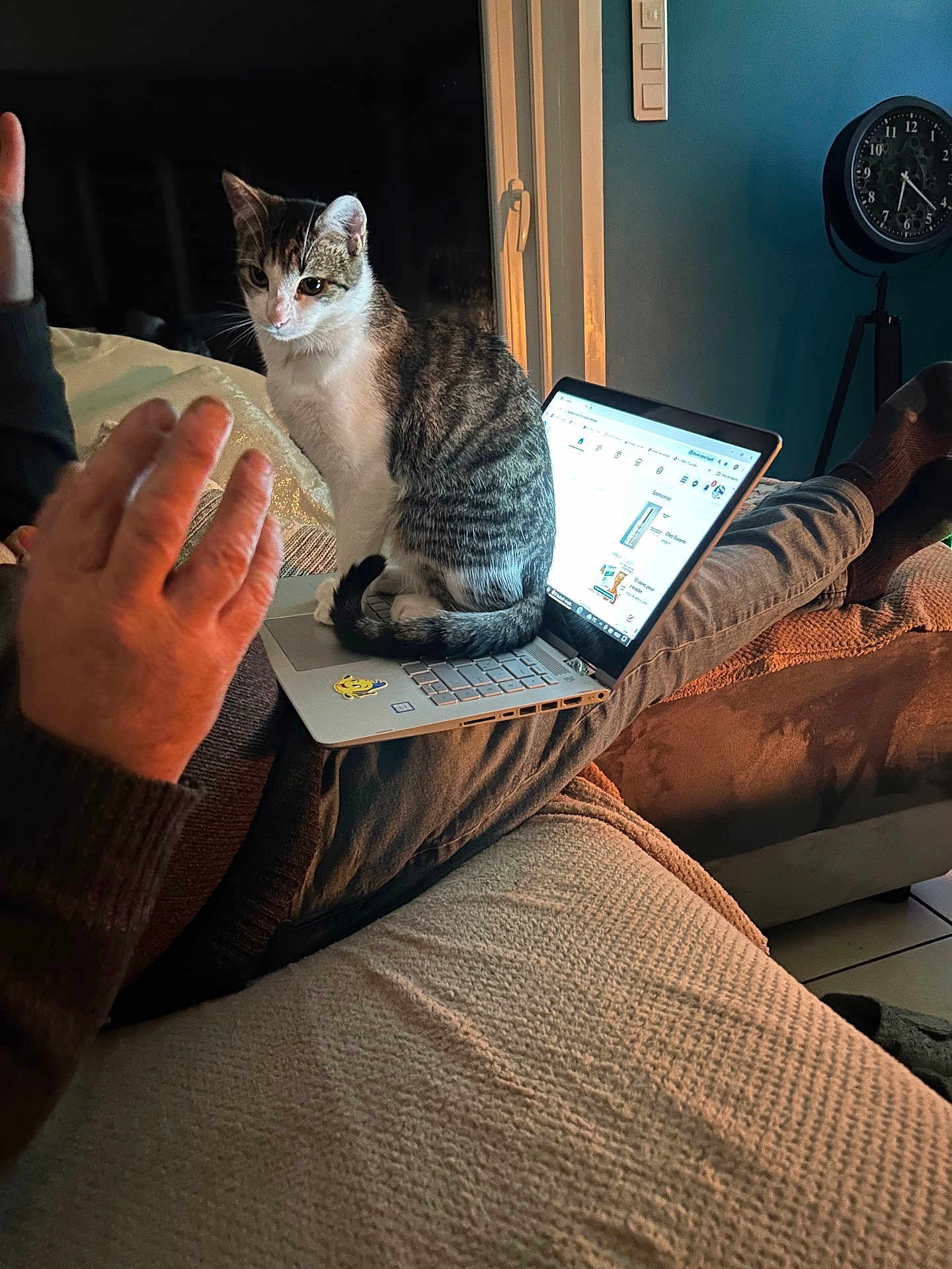 Nala a rejoint le concours — aidez-le/la à gagner de superbes lots ! cat, tabby_cat, laptop, person, hand, couch, indoor, clock, relaxing, cozy, furniture, technology, pet, animal, legs, socks, computer, screen, warmth, home