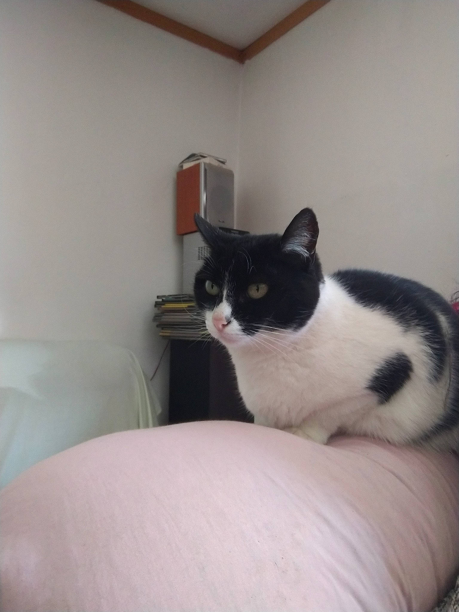 Flore participe au concours pour gagner de l'argent avec cette photo : carnivore, cat, domestic_short_haired_cat, european_shorthair, felidae, furniture, japanese_bobtail, kitten, polydactyl_cat, room, small_to_medium_sized_cats, tail, whiskers