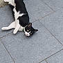 Ziggy a rejoint le concours — aidez-le/la à gagner de superbes lots ! cat, black_and_white, lying_down, floor, tiles, curious, pet, animal, whiskers, ears, tail, outdoor, pavement, resting, looking, feline, side_view, domestic_cat, collar, quiet