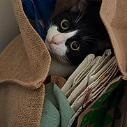 Ziggy participe au concours pour gagner de l'argent avec cette photo : cat, tuxedo_cat, burlap_bag, fabric, papers, curious, wide_eyes, indoor, closeup, pet, hiding, container, folded_papers, colorful_fabric, texture, black_and_white, whiskers, ears, nose, soft_light