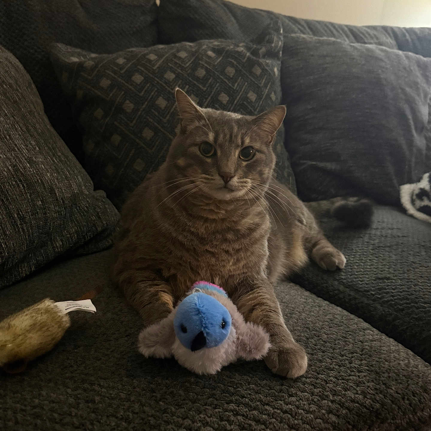 Lulu is registered to the contest to win money with this photo: abyssinian, animal, architecture, building, cat, chair, couch, cushion, furniture, hardwood, homedecor, indoors, kitten, linen, livingroom, manx, pet, pillow, room, sphere