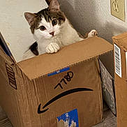 Spud joined the competition — help win amazing prizes! amazon_box, barcode, cardboard, cardboard_box, cat, cozy, curious, floor, front_paw, home, indoor, outlet, packing_tape, peeking, pet, portrait, shipping_label, tabby_cat, wall_outlet, white_cat