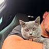 Loky a rejoint le concours — aidez-le/la à gagner de superbes lots ! cat, gray_cat, pet, animal, person, arm, car_interior, car_seat, closeup, feline, cute, domestic_cat, holding, looking, fur, whiskers, ears, eyes, snuggle, companion