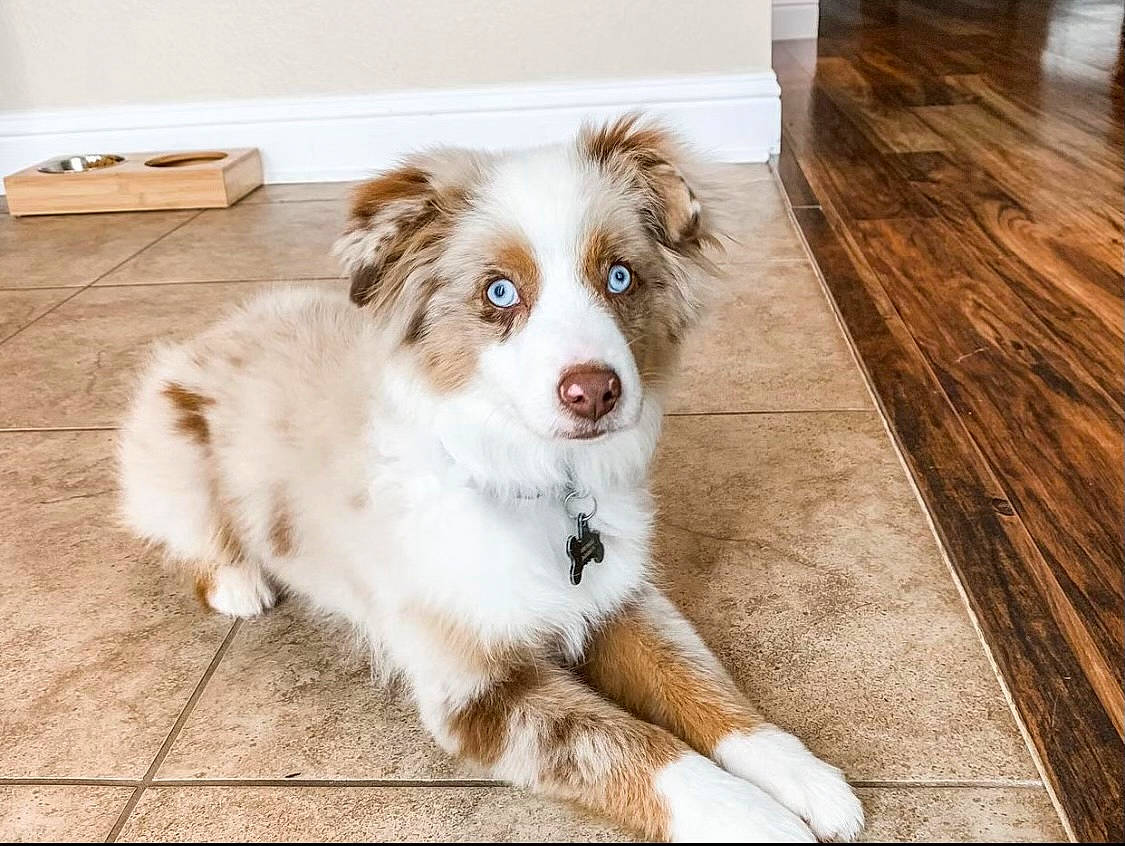 Auggie is registered to the contest to win money with this photo: carnivore, companion_dog, dog, dog_breed, fawn, floor, flooring, fur, hardwood, herding_dog, plant, snout, sporting_group, varnish, whiskers, wood, wood_flooring, wood_stain, working_animal, working_dog