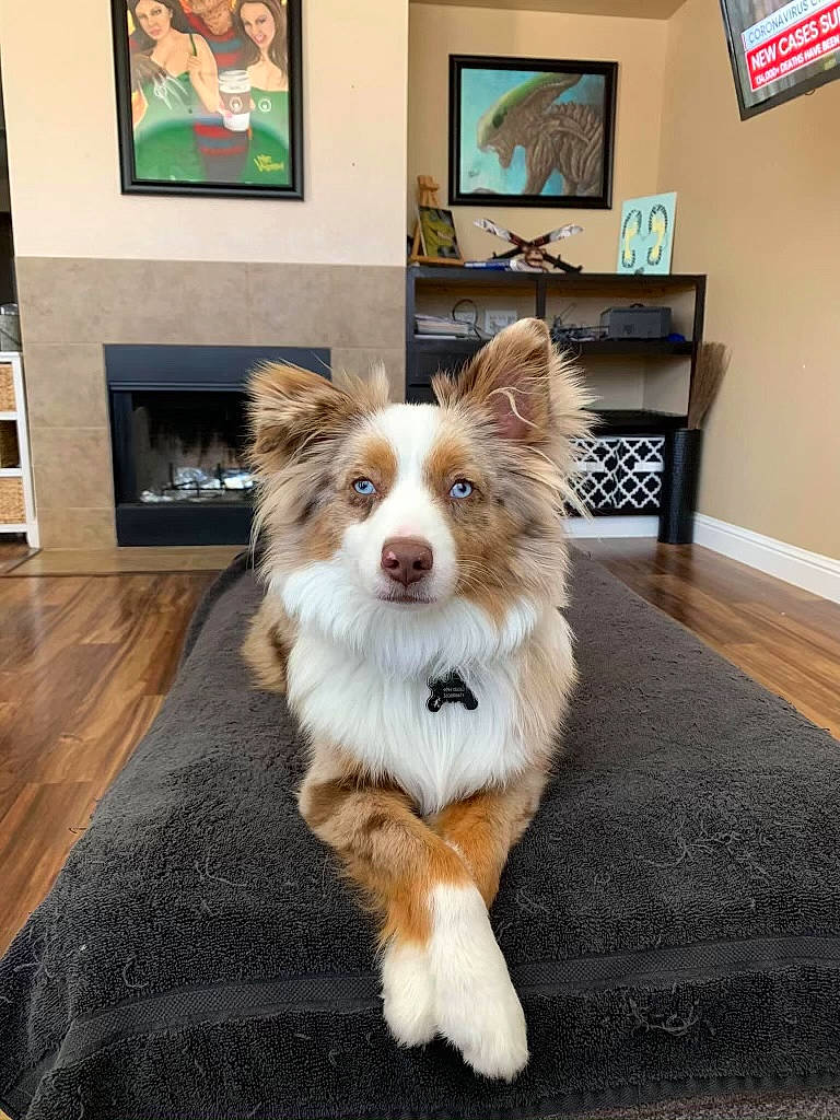 Auggie is registered to the contest to win money with this photo: canidae, carnivore, chair, companion_dog, dog, dog_breed, fawn, floor, flooring, fur, glass, hardwood, herding_dog, picture_frame, snout, sporting_group, tire, whiskers, window, wood