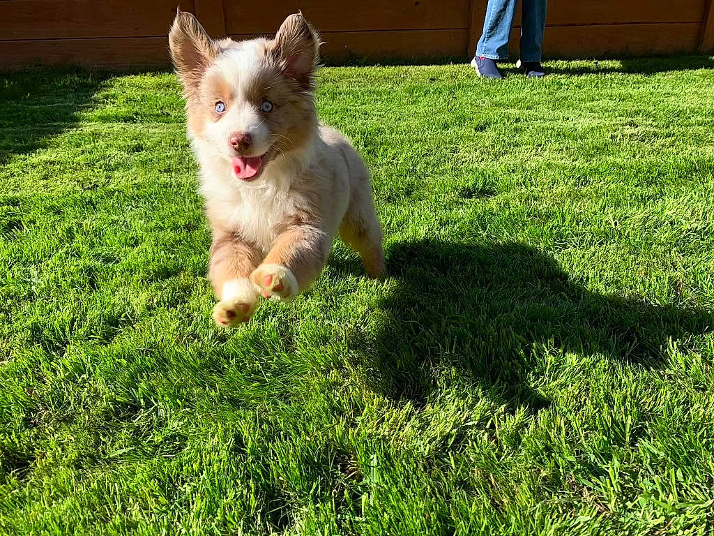 Auggie is registered to the contest to win money with this photo: canidae, carnivore, companion_dog, dog, dog_breed, fawn, garden, garden_hose, grass, groundcover, lawn, non_sporting_group, plant, puppy, snout, tail, terrier, toy_dog, working_dog, yard