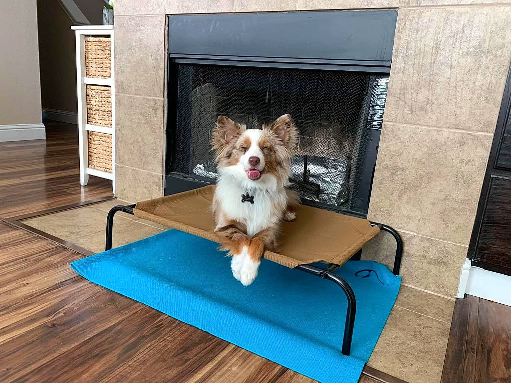 Auggie is registered to the contest to win money with this photo: canidae, carnivore, chair, companion_dog, dog, dog_breed, dog_supply, door, fawn, felidae, floor, flooring, hardwood, home, house, pet_supply, sporting_group, tail, toy_dog, wood