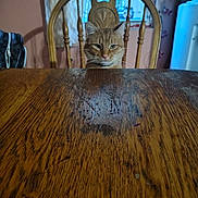 Honey joined the competition — help win amazing prizes! cat, orange_tabby, wooden_chair, wooden_table, indoor, window, curtains, backdrop, furniture, pet, animal, domestic_cat, looking, sitting, face, ears, whiskers, collar, home, quiet