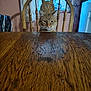 cat, orange_tabby, wooden_chair, wooden_table, indoor, window, curtains, backdrop, furniture, pet, animal, domestic_cat, looking, sitting, face, ears, whiskers, collar, home, quiet