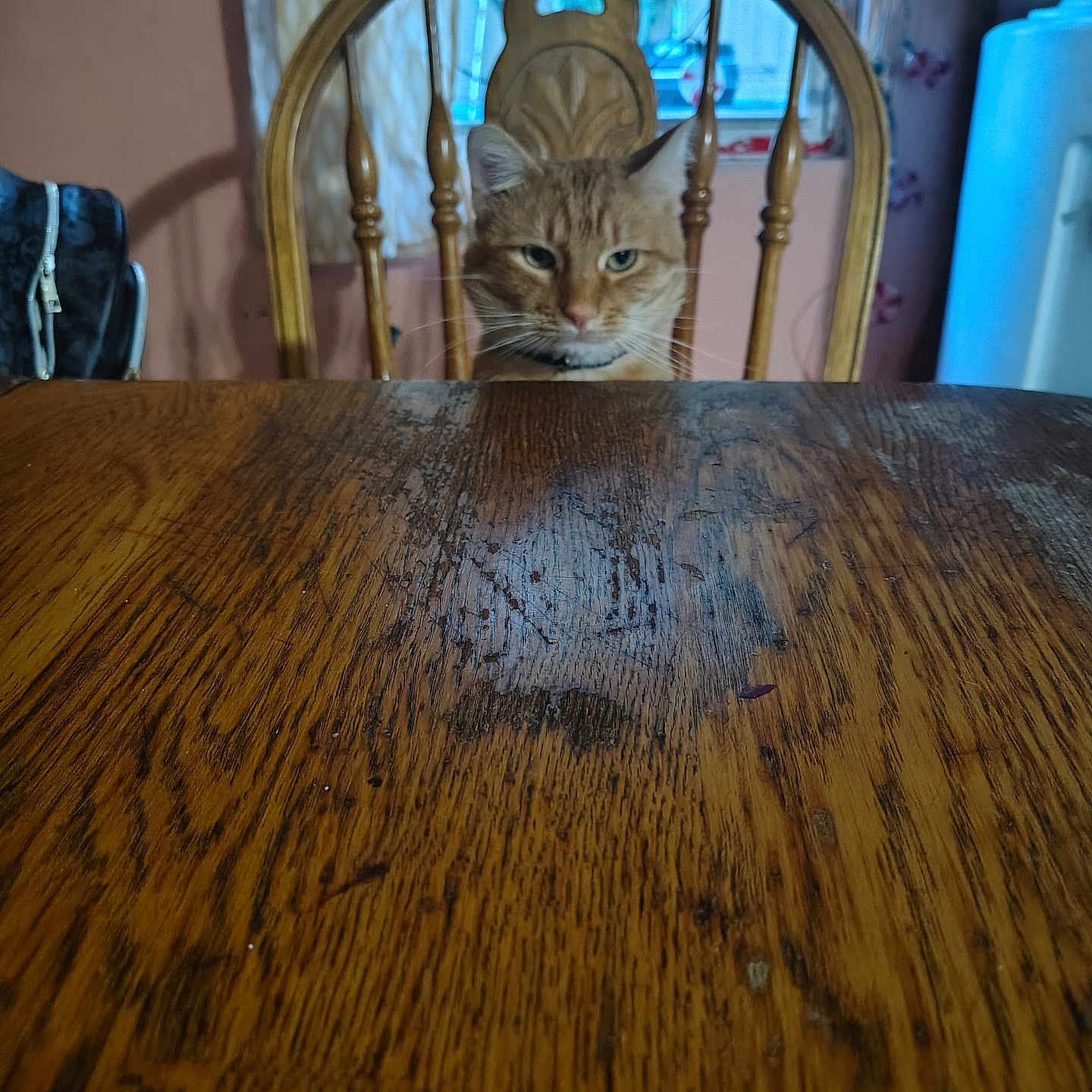 Honey joined the competition — help win amazing prizes! animal, backdrop, cat, collar, curtains, domestic_cat, ears, face, furniture, home, indoor, looking, orange_tabby, pet, quiet, sitting, whiskers, window, wooden_chair, wooden_table