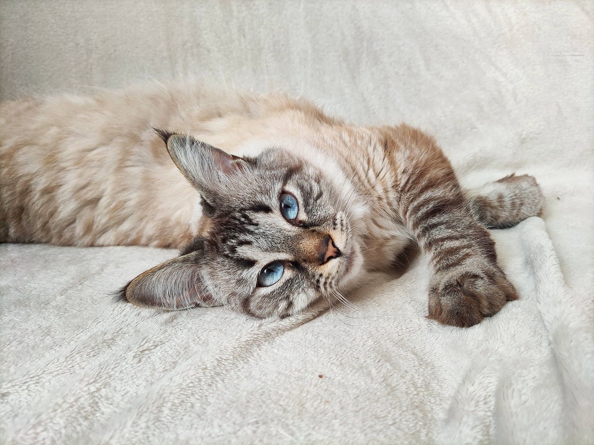 Olie participe au concours pour gagner de l'argent avec cette photo : bed, carnivore, cat, claw, comfort, couch, domestic_short_haired_cat, ear, felidae, fur, nap, paw, sleep, small_to_medium_sized_cats, snout, tail, terrestrial_animal, whiskers, wood