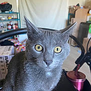 Journey is registered to the contest to win money with this photo: animal_portrait, background, box, cat, close_up, curious, domestic_animal, ears, feline, fur, gray_cat, household, indoor, looking, pet, shelf, sitting, table, whiskers, yellow_eyes