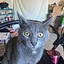 animal_portrait, background, box, cat, close_up, curious, domestic_animal, ears, feline, fur, gray_cat, household, indoor, looking, pet, shelf, sitting, table, whiskers, yellow_eyes