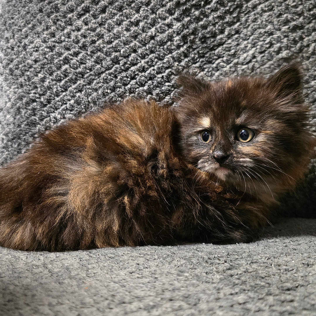 Nova Willow is registered to the contest to win money with this photo: animal, cat, couch, cozy, curious, cute, feline, fluffy, fur, gray, indoor, kitten, pet, resting, small, texture, tortoiseshell, whiskers, wide_eyes, young