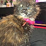 Nova Willow joined the competition — help win amazing prizes! animal, bell, blue_eyes, cat, close_up, collar, curious, cute, domestic_animal, flower, fluffy, furniture, indoor, kitten, pet, pink, sitting, television, tortoiseshell, young_animal