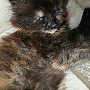 Nova Willow joined the competition — help win amazing prizes! animal, blanket, cat, closeup, cozy, cute, ears, feline, fur, indoor, kitten, pet, relaxed, resting, sleepy, small, soft, tortoiseshell, whiskers, young