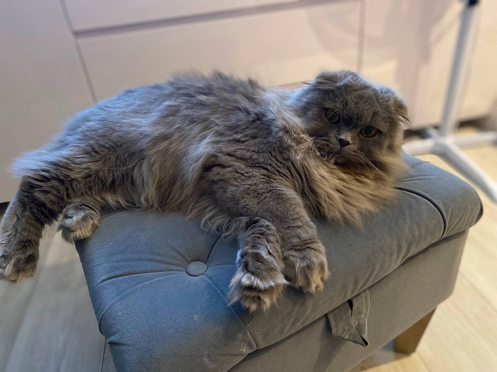 Berlioz participe au concours pour gagner de l'argent avec cette photo : british_longhair, carnivore, cat, claw, comfort, companion_dog, felidae, fur, grey, nap, paw, persian, sitting, small_to_medium_sized_cats, tail, terrestrial_animal, whiskers