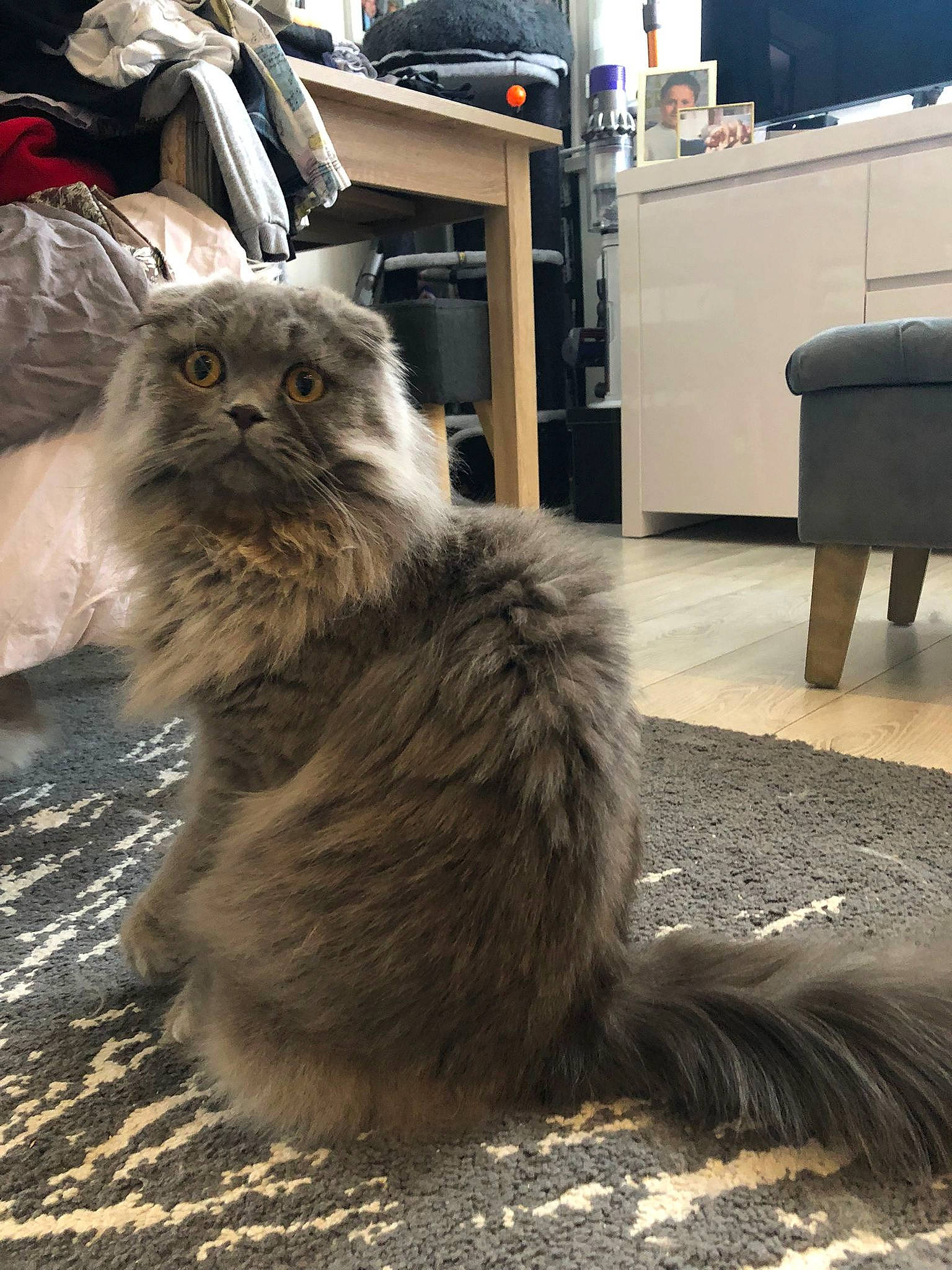 Berlioz a rejoint le concours — aidez-le/la à gagner de superbes lots ! box, carnivore, cat, chest_of_drawers, claw, fawn, felidae, flooring, fur, grey, mammal, plant, sitting, small_to_medium_sized_cats, snout, tail, television, terrestrial_animal, vertebrate, whiskers