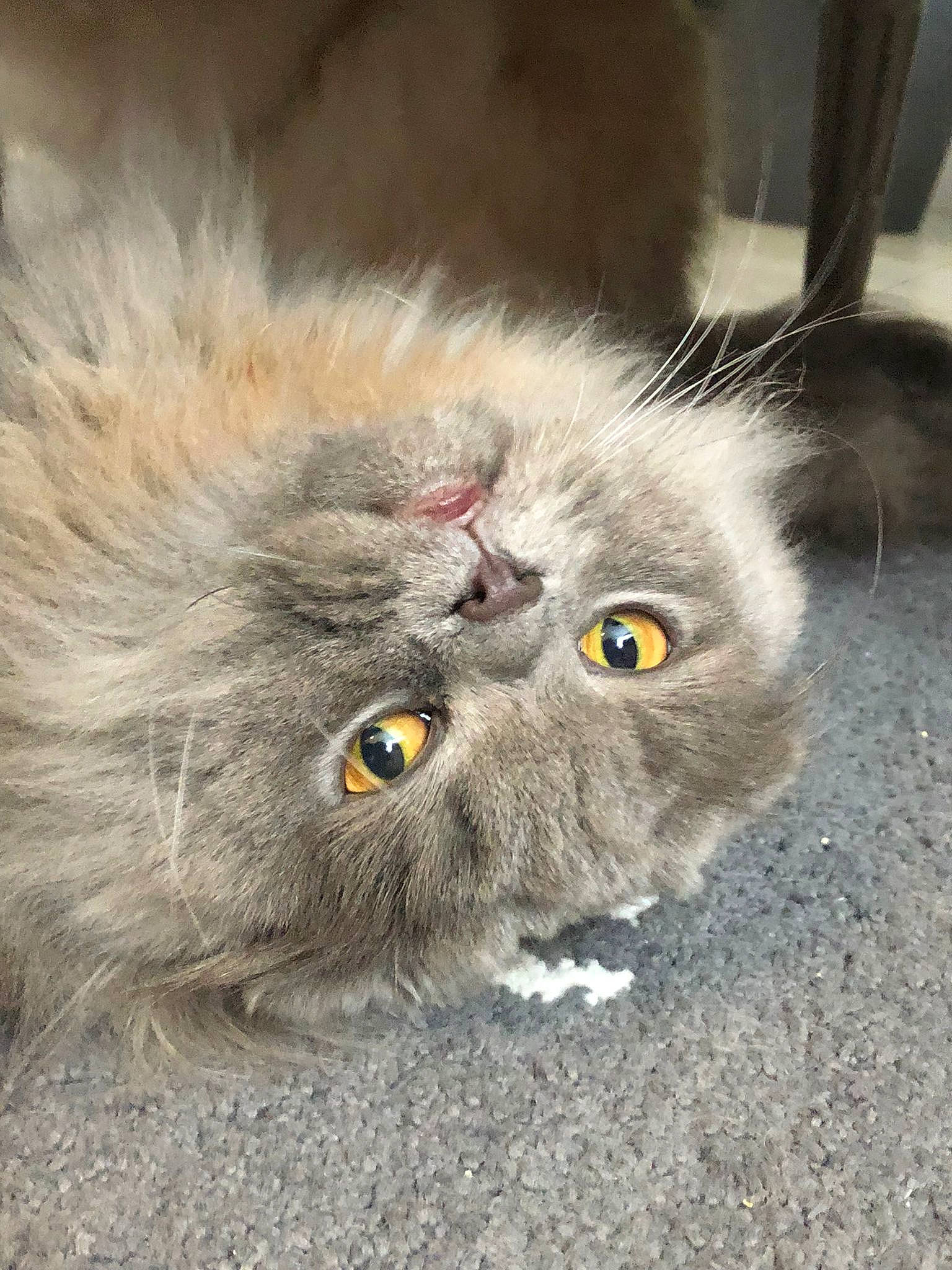 Berlioz participe au concours pour gagner de l'argent avec cette photo : british_longhair, carnivore, cat, domestic_short_haired_cat, felidae, fur, grey, paw, small_to_medium_sized_cats, snout, terrestrial_animal, whiskers