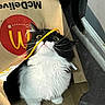 black_fur, cardboard, cat, close_up, curious, doorway, fluffy, indoor, mcdelivery_logo, paper_bag, pet, playful, portrait, staring_up, tile_floor, tuxedo_cat, whiskers, white_fur, wide_eyes, yellow_strap