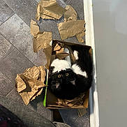 Batty joined the competition — help win amazing prizes! black_and_white_fur, box, cardboard, cat, cozy, crumpled_paper, cute, door_frame, human_leg, indoor, looking_up, packaging, pet, playful, sitting, tile_floor, tuxedo_cat, wall, whiskers, yellow_eyes