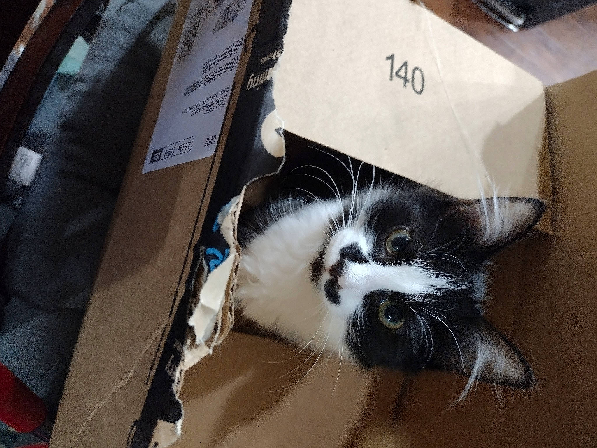 Korra joined the competition — help win amazing prizes! box, cardboard, carnivore, carton, cat, claw, domestic_short_haired_cat, felidae, fur, packaging_and_labeling, paper, paper_product, paw, publication, shipping_box, small_to_medium_sized_cats, snout, tail, whiskers