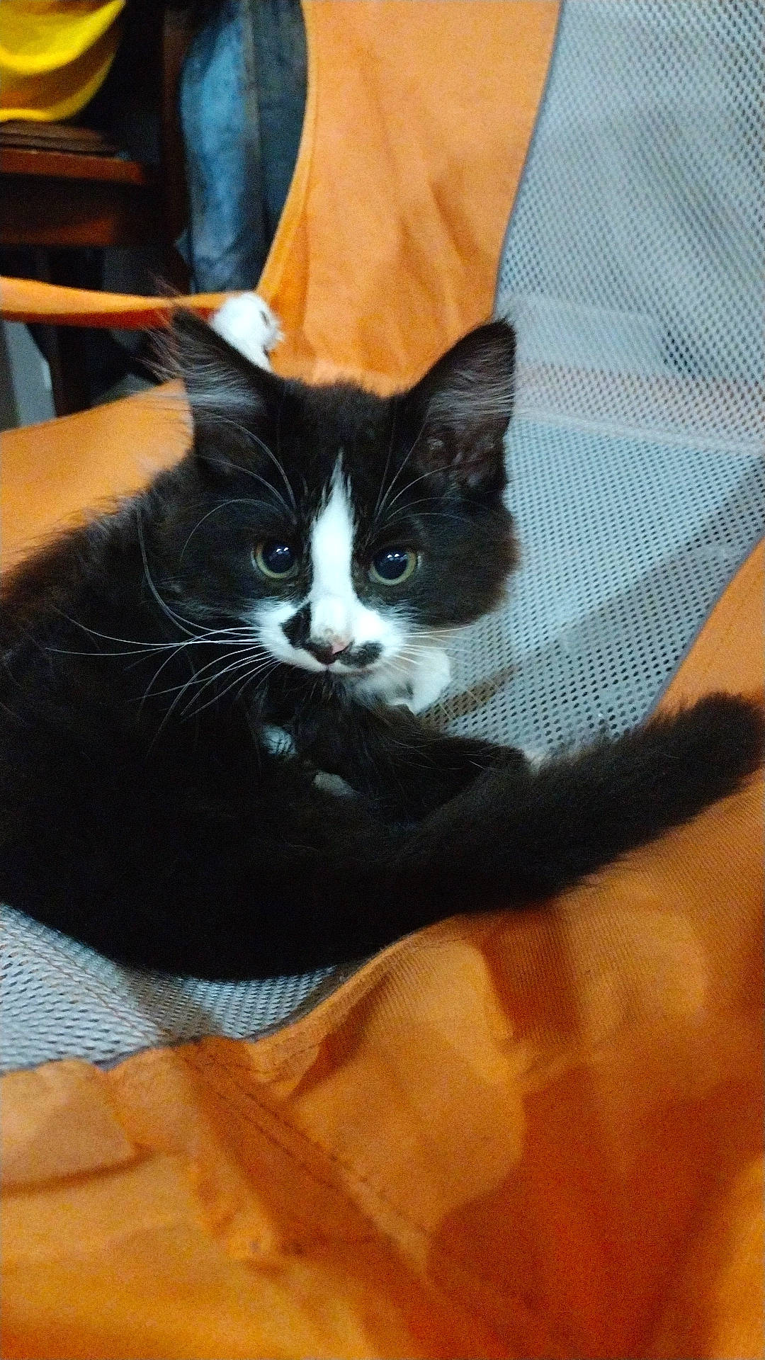 Korra is registered to the contest to win money with this photo: bag, box, cardboard, carnivore, cat, comfort, domestic_short_haired_cat, felidae, flooring, formal_wear, fur, hardwood, human_leg, packaging_and_labeling, small_to_medium_sized_cats, snout, tail, whiskers, wood, wood_flooring