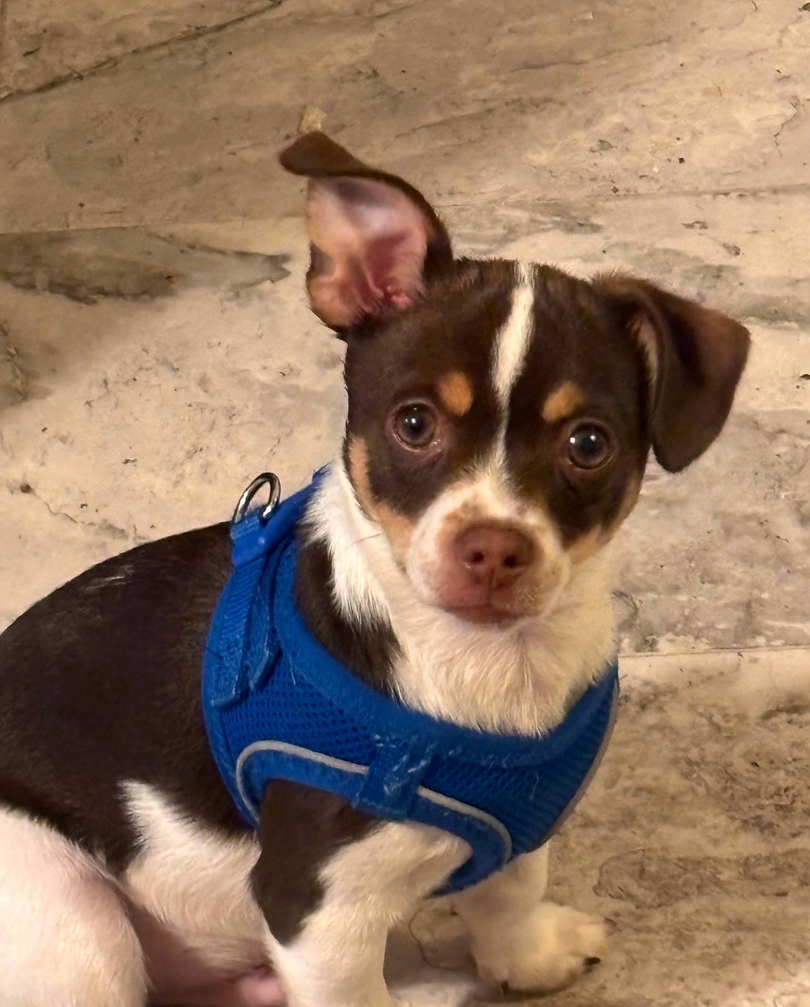 Dillon joined the competition — help win amazing prizes! ancient_dog_breeds, canidae, carnivore, collar, companion_dog, dog, dog_breed, dog_clothes, electric_blue, fawn, fur, non_sporting_group, paw, puppy, snout, sporting_group, terrestrial_animal, whiskers, working_animal, working_dog