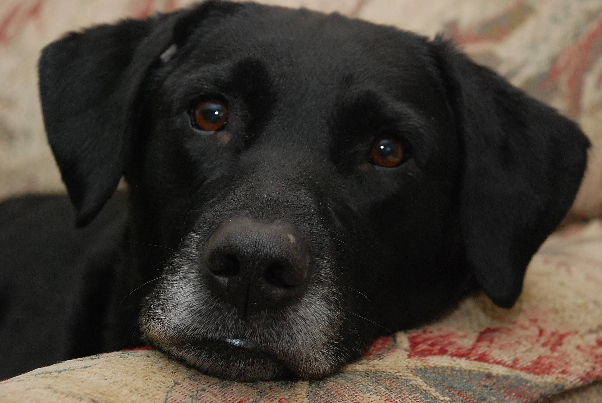 Scarlet is registered to the contest to win money with this photo: borador, carnivore, companion_dog, dog, dog_breed, fur, gun_dog, hunting_dog, liver, retriever, snout, sporting_group, terrestrial_animal, whiskers, working_animal