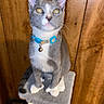 Freya joined the competition — help win amazing prizes! cat, gray_cat, white_paws, blue_collar, bell, cat_tree, wooden_wall, indoor, pet, curious, sitting, feline, whiskers, ears, tail, closeup, domestic_cat, animal, cute, alert