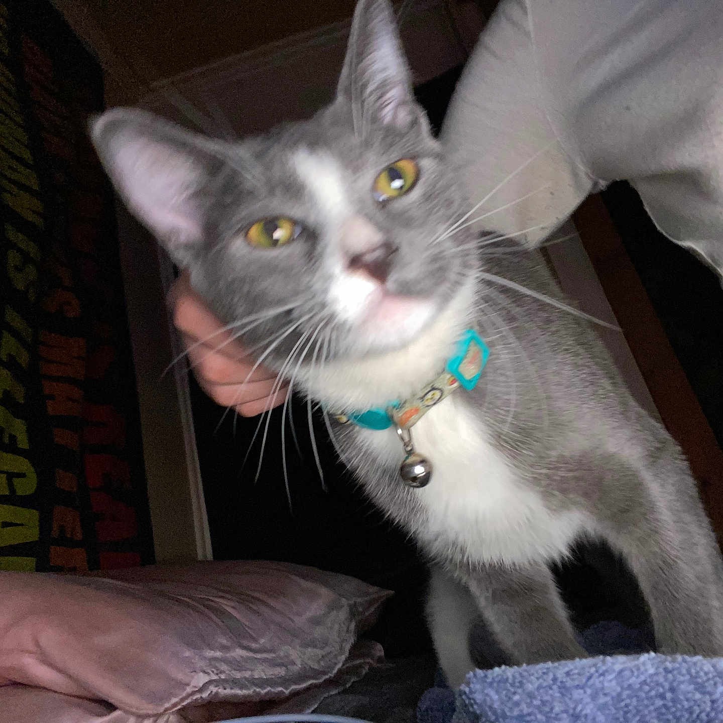 Freya joined the competition — help win amazing prizes! cat, gray_cat, white_cat, collar, bell, indoor, pillow, person, bed, curious, pet, feline, whiskers, closeup, yellow_eyes, motion_blur, soft_lighting, hand, fabric, home