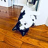 Kado Bear joined the competition — help win amazing prizes! cat, black_and_white, pet, animal, feline, upside_down, lying_down, raised_paws, green_eyes, whiskers, fur, playful, indoors, hardwood_floor, home, living_room, doorway, furniture, white_wall, portrait