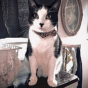Kado Bear is registered to the contest to win money with this photo: cat, tuxedo_cat, black_and_white, pet, animal, whiskers, ears, eyes, collar, sitting, portrait, indoors, dresser, furniture, mirror, wall, curtain, home, photography, alert